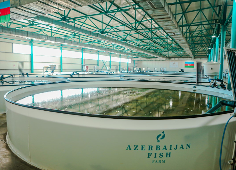 Neftçalada istehsal olunan kürü dünyada ilk oldu: “Azerbaijan Fish Farm” MMC-dən tarixi nailiyyət - FOTO