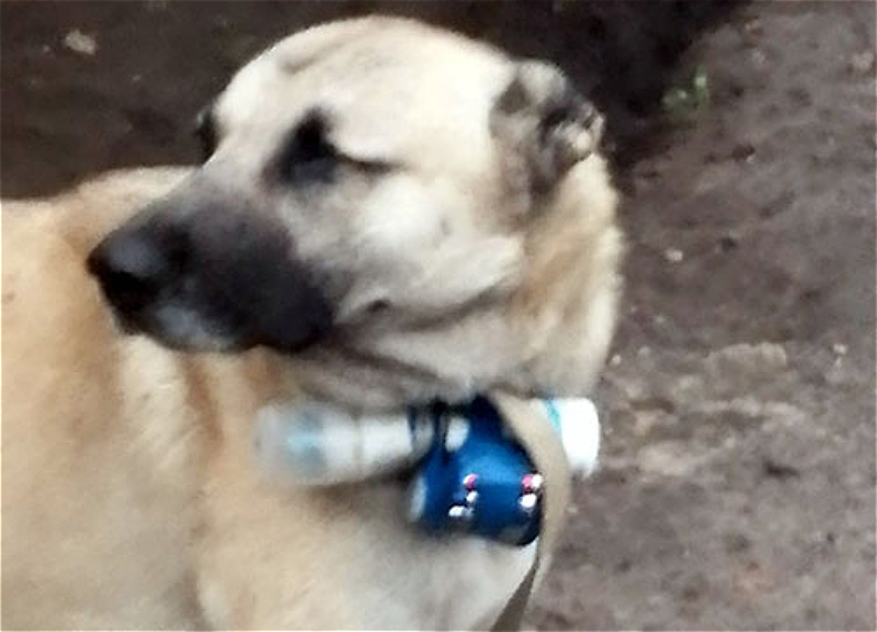 Всемирное общество защиты животных осудило использование Арменией собак в диверсионных целях