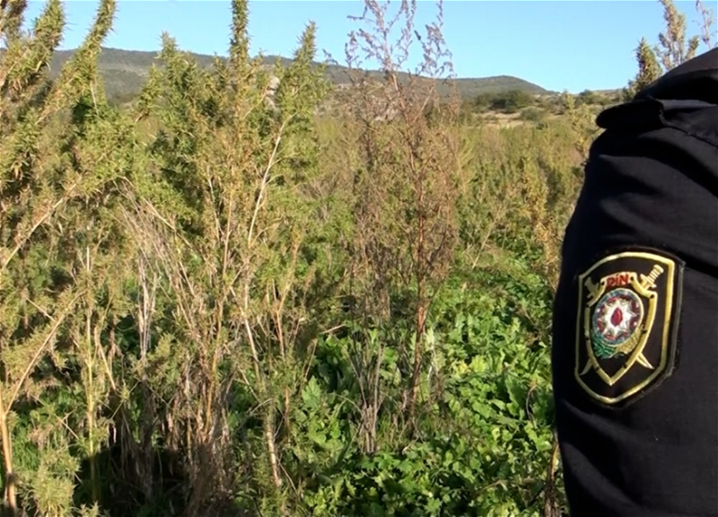 В шушинском селе обнаружена плантация наркотиков - ВИДЕО