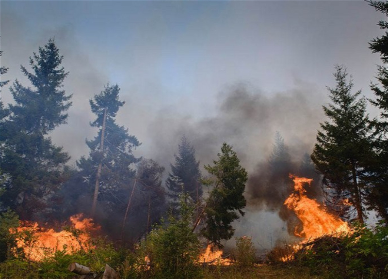 В Шахдагском национальном парке произошел пожар - ВИДЕО