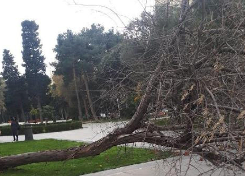 Güclü külək nəticəsində Bakıda 13 ağac sınıb