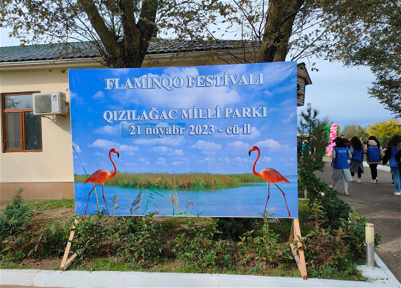 Фестиваль фламинго: Единение человека и природы в Гызылагачском национальном парке - ФОТО