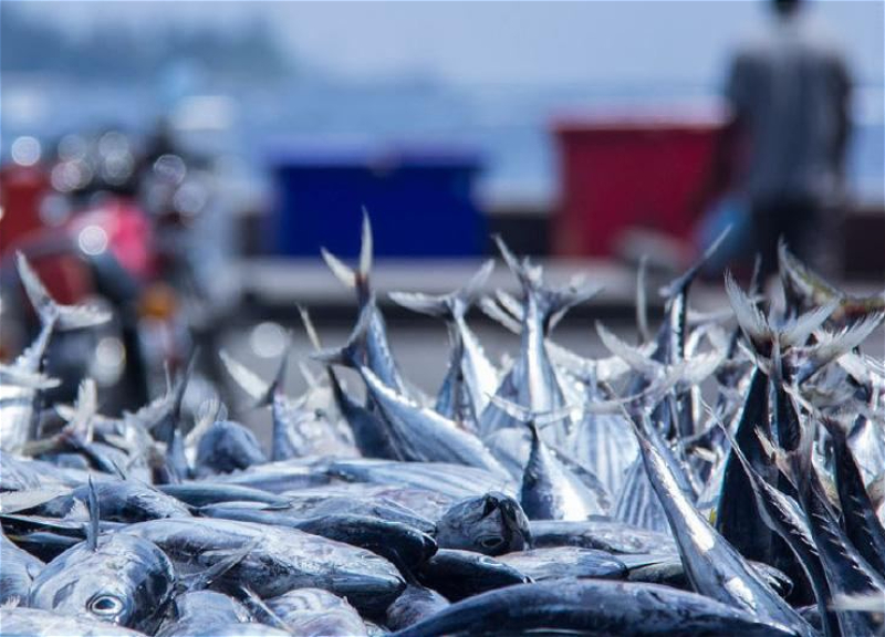 Астраханские компании начали первые поставки рыбной продукции в Азербайджан