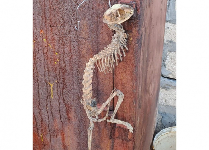 В Тертере найден скелет неизвестного животного