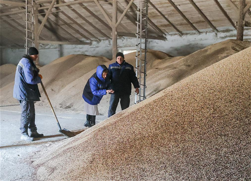 В России признали невозможной работу сельского хозяйства без мигрантов