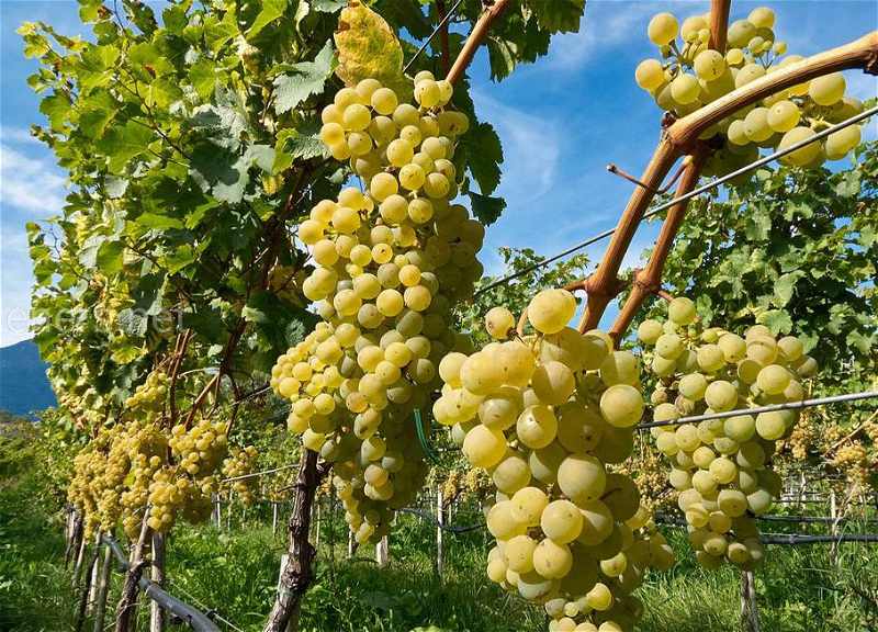В Азербайджане ведется работа по защите карабахских сортов винограда от присвоения другими странами