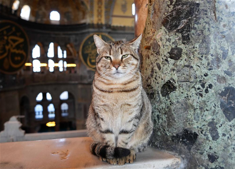 «Новая Гли»: Кошка в Айя-Софии стала любимицей туристов и звездой соцсетей - ФОТО
