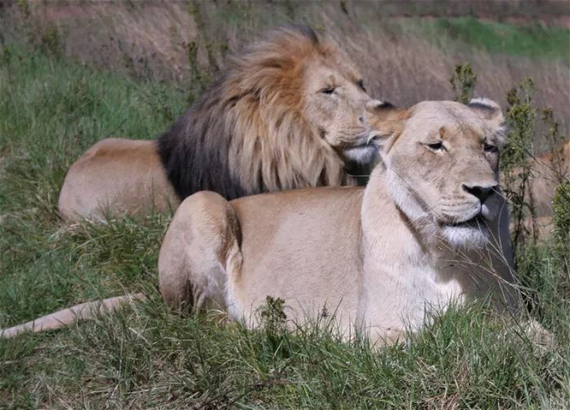 В Индии суд обязал зоопарк изменить богохульные имена львов