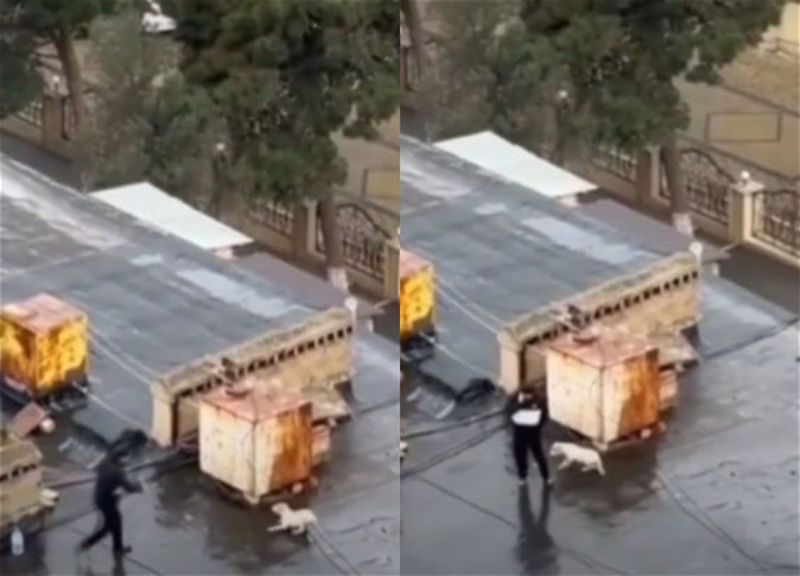В Баку мужчина морит голодом и истязает собак на крыше одного из зданий - ВИДЕО