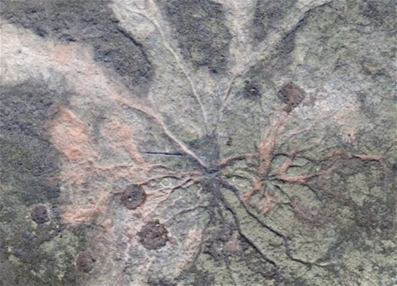 Палеонтологи нашли древнейший ископаемый лес в мире