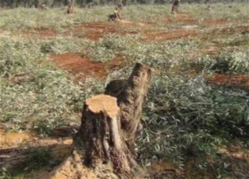 В Бинагадинском районе незаконно вырубили оливковые деревья