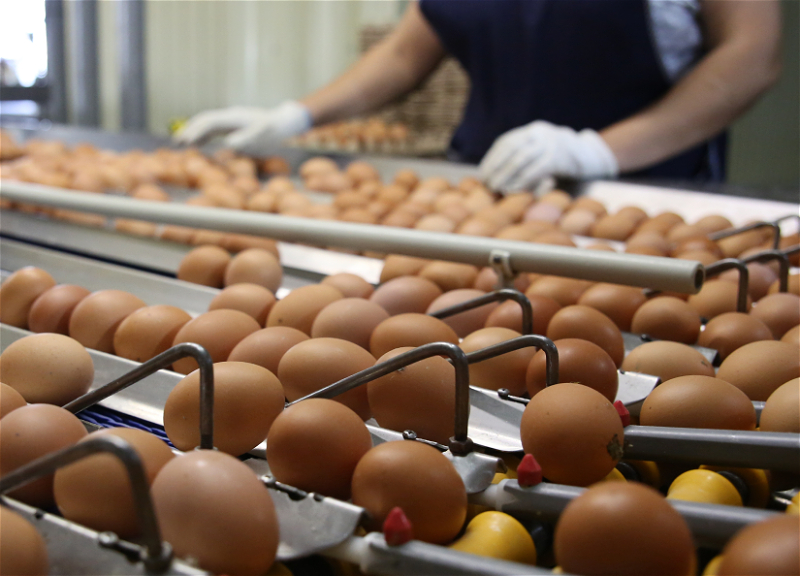 Азербайджан в первом квартале поставил в Россию свыше 28 млн яиц