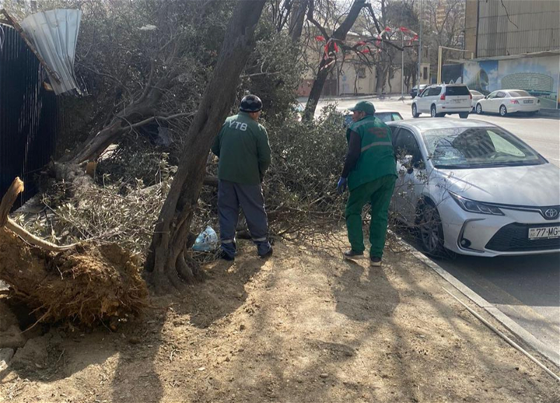 В Баку ветер повалил 20 деревьев - ФОТО