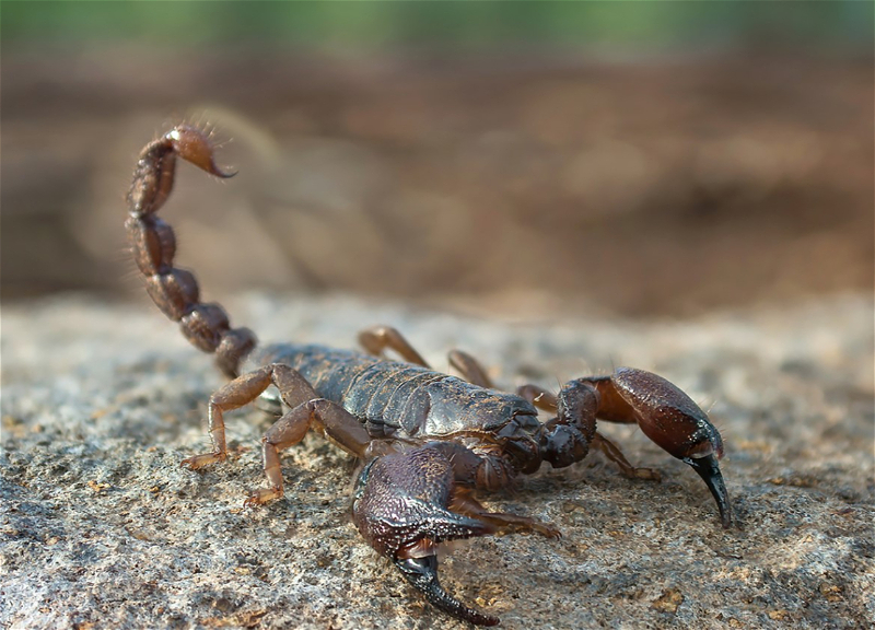 Жительницу Товузского района ужалил скорпион