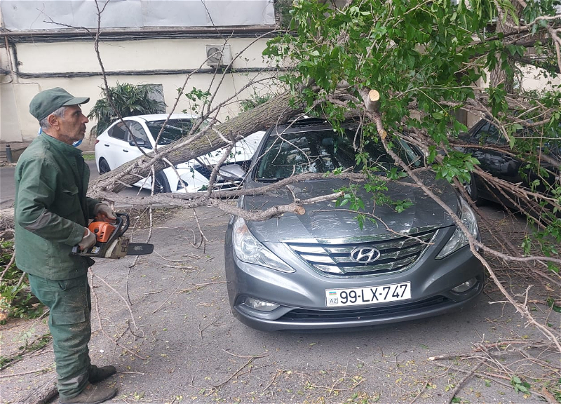 Сильный ветер в Баку повалил дерево на припаркованные автомобили - ФОТО - ОБНОВЛЕНО