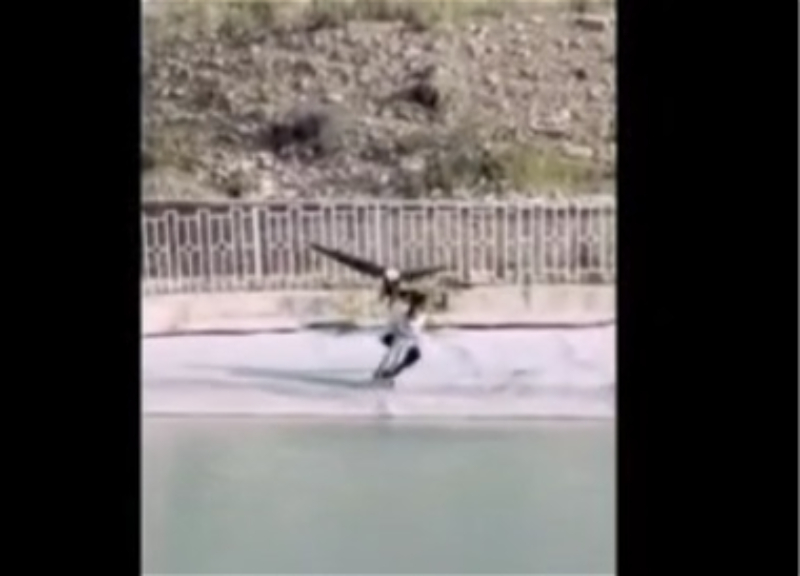 В Иране орел напал на ребенка – ВИДЕО