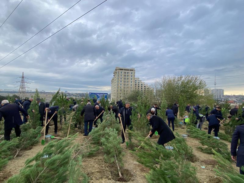 В Баку продолжаются массовые акции по посадке деревьев - ФОТО