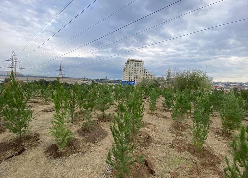 В Баку продолжаются массовые акции по посадке деревьев - ФОТО