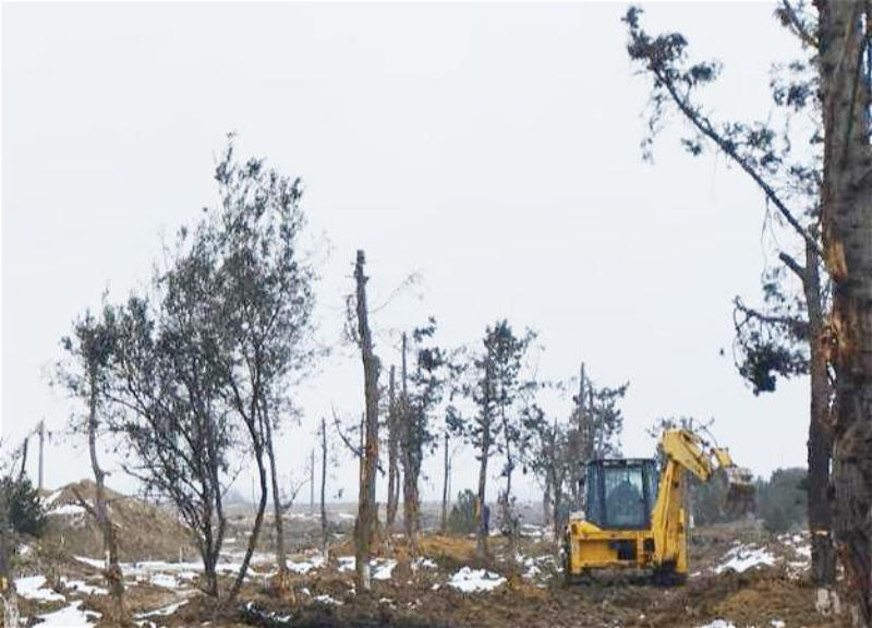 Bakıda yeni avtomobil yolu ilə əlaqəli tikinti altına düşən yaşıllıqların köçürülməsinə başlanılıb