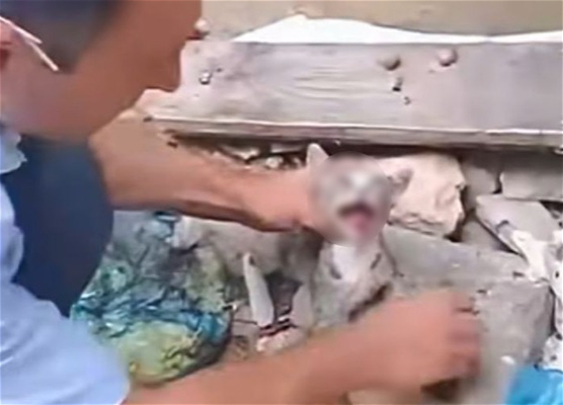 Pişiyə rəhmsizlik edən şəxs məsuliyyətə cəlb olundu - FOTO