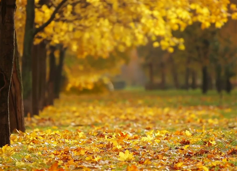 Sabah hava necə olacaq? - PROQNOZ