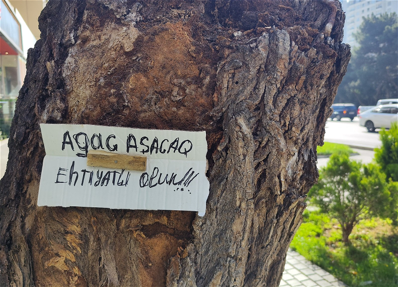 Опасное дерево рядом? Разбираем, что можно, что нельзя и что советуют специалисты - ФОТО