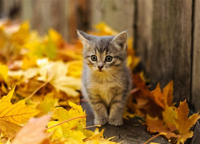 Погода на субботу: В Баку ожидается до 17 °C