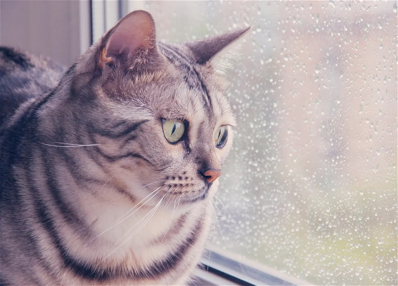 Погода на среду: В Баку ожидаются осадки