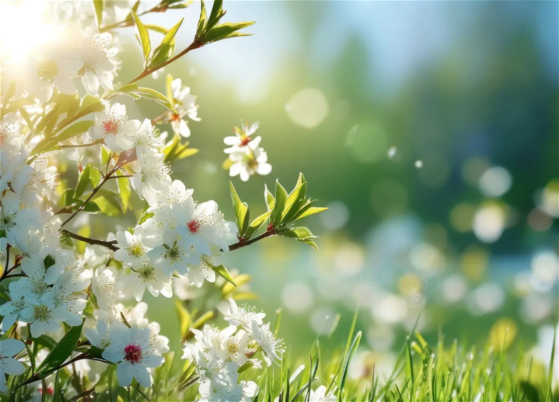 Какой будет погода в Баку 1 апреля?