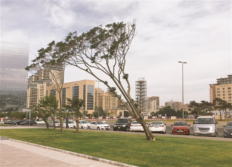 В Баку и на Абшероне завтра будет ветрено