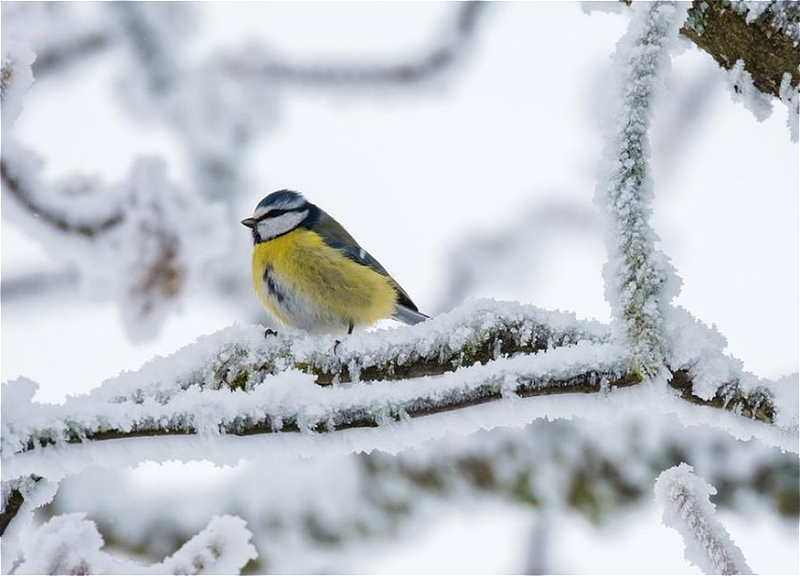 Высота снежного покрова в Азербайджане достигла 90 сантиметров