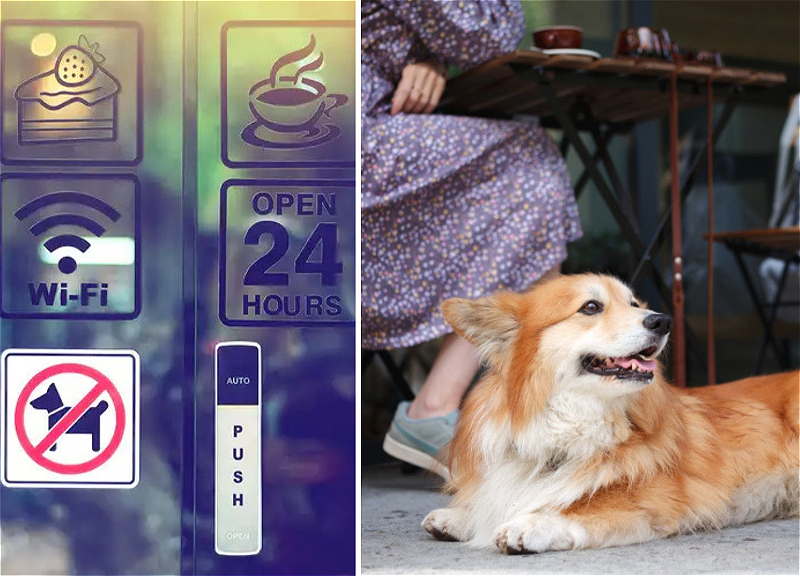 No dogs allowed: Why Baku is not yet ready for pet-friendly culture