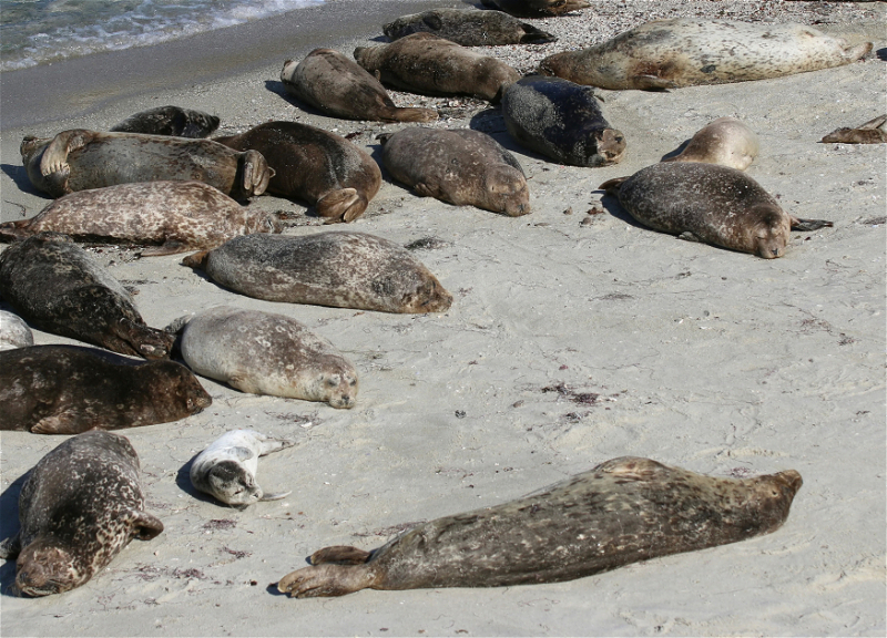 Kazakhstan reports deaths of nearly 300 Caspian seals