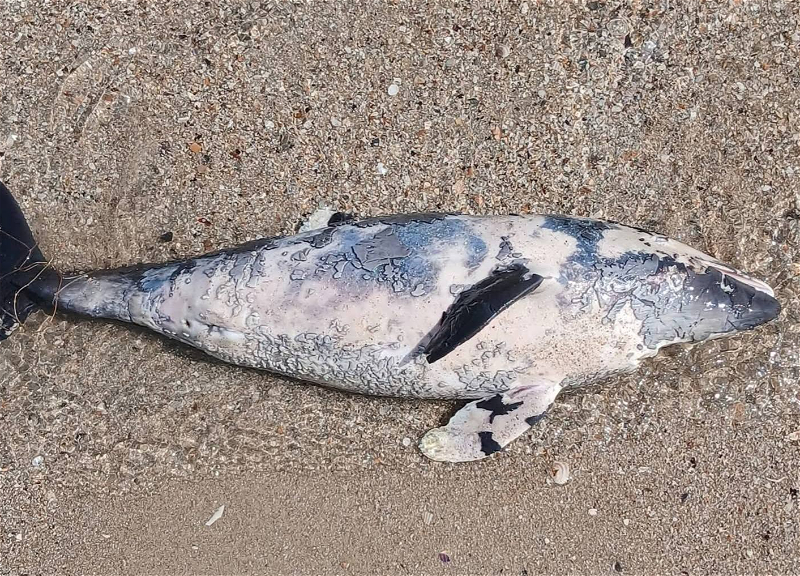 Critical situation in the Black Sea: dozens of dead dolphins found on the Odessa coast