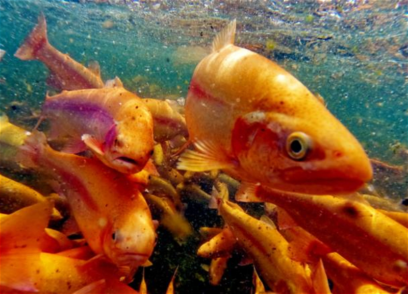 Russia restricted supplies of fish products from all enterprises in Armenia
