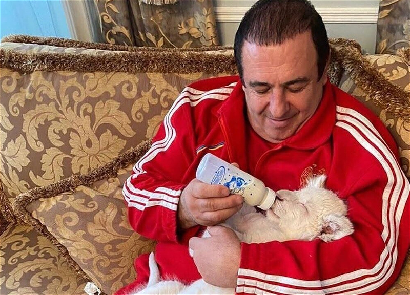 Armenian investigative committee confiscates three lions and a tiger from Gagik Tsarukyan's private zoo - video