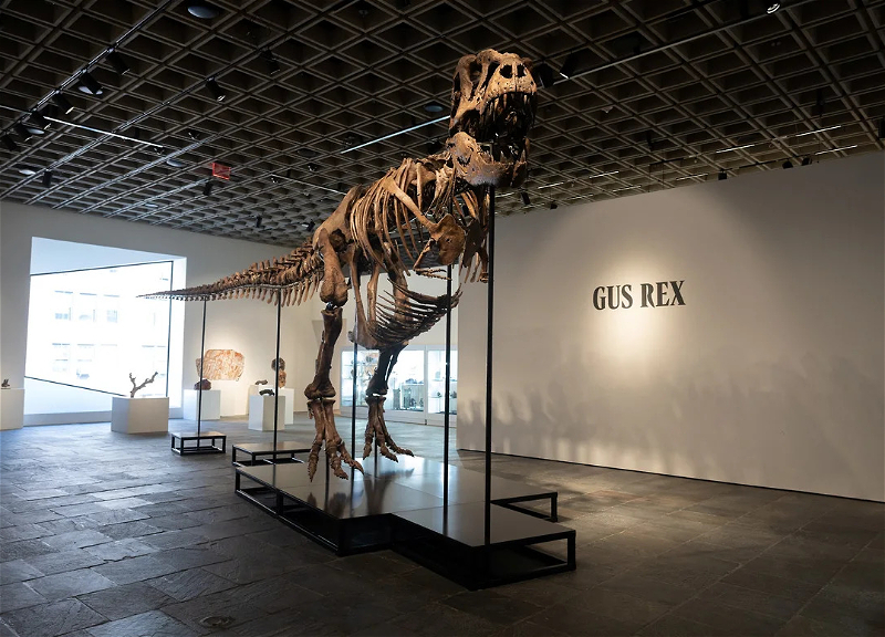 Tyrannosaurus skeleton sold at US auction for record $50 million