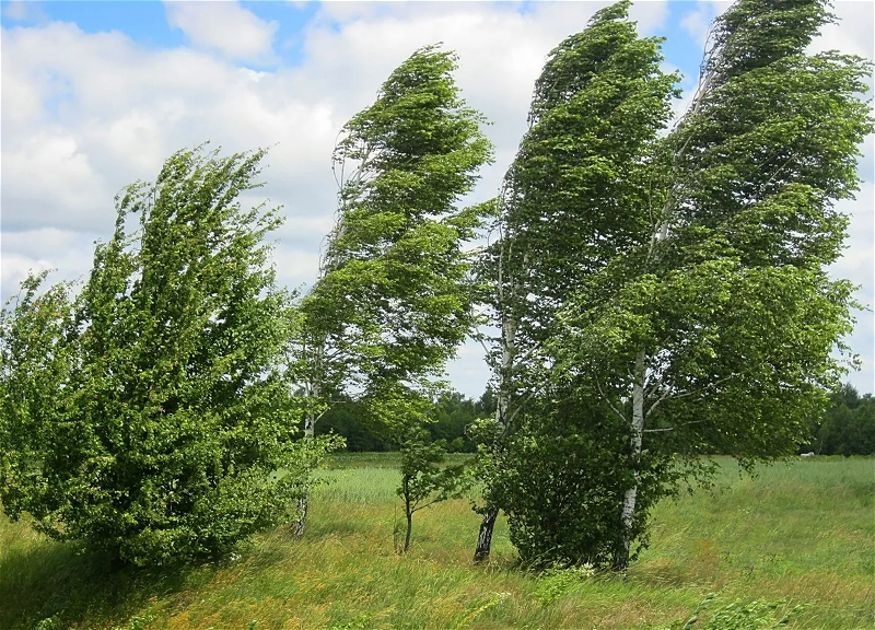 Wind to strengthen in Baku and several regions