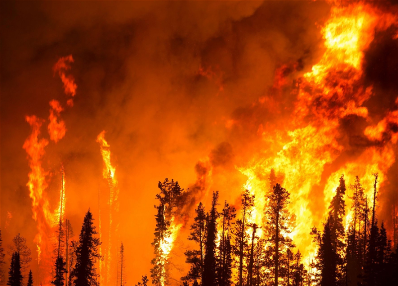 Trump stated that he would seek compensation from Canada for forest fires