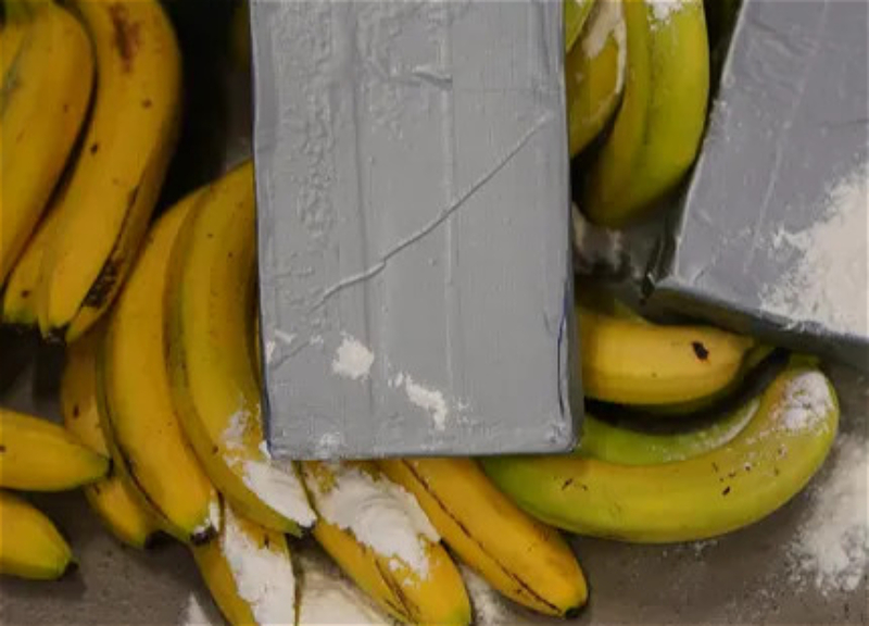 In Italy one of the largest cocaine shipments found, 770 kg hidden in bananas