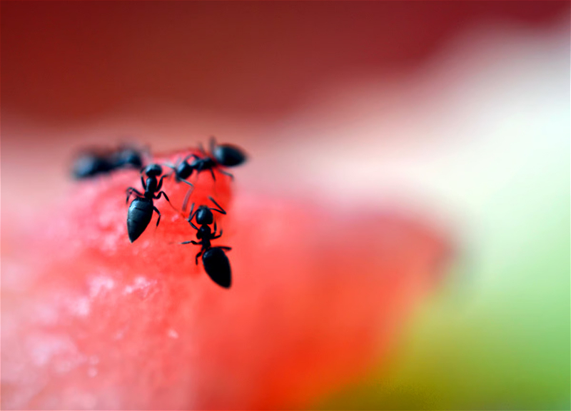 South Korean restaurant owner faces prison over ant desserts