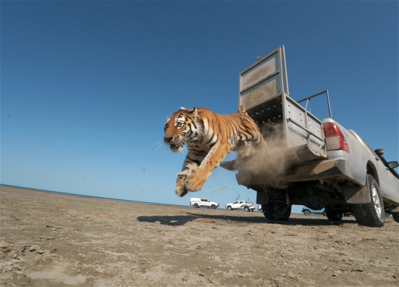 Amur tiger released into the wild in Kazakhstan for the first time in 70 years - VIDEO
