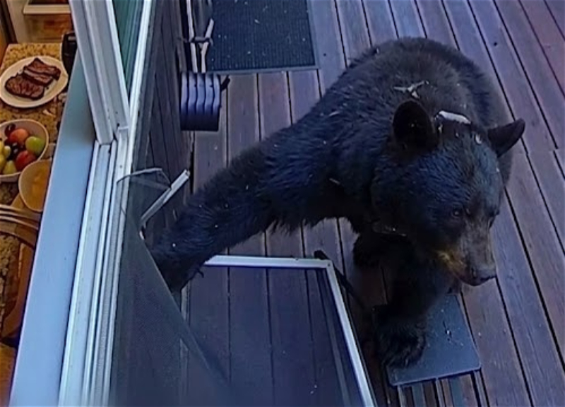 In the U.S., a bear broke into a house, opened the freezer, and had a picnic on the porch