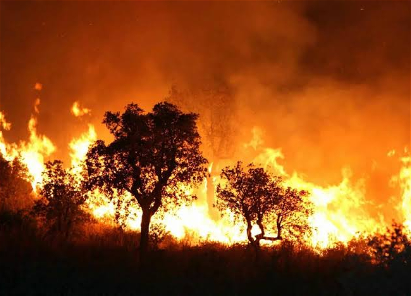 Algeria's president orders introduction of death penalty for forest arson