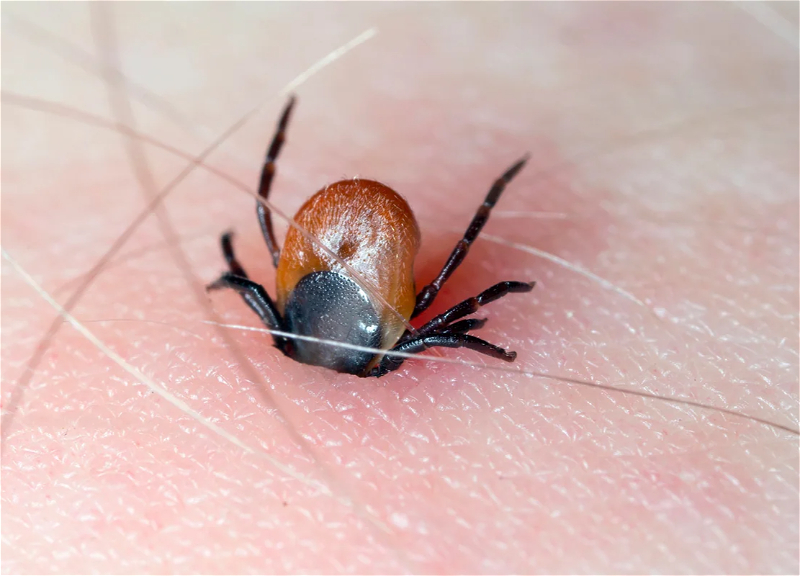 A new virus transmitted by ticks has been discovered in China