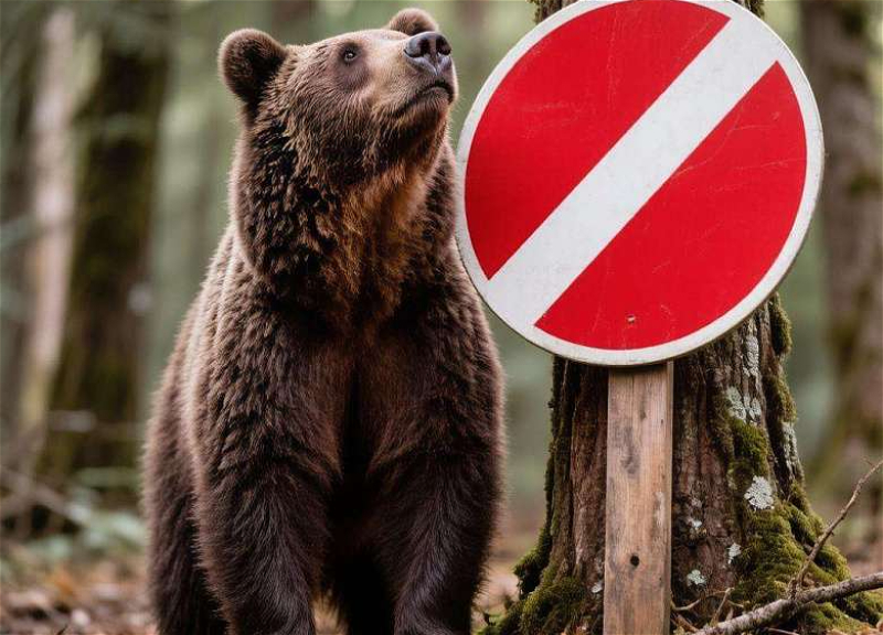 More than 330 bears that posed a threat to people were killed in Buryatia
