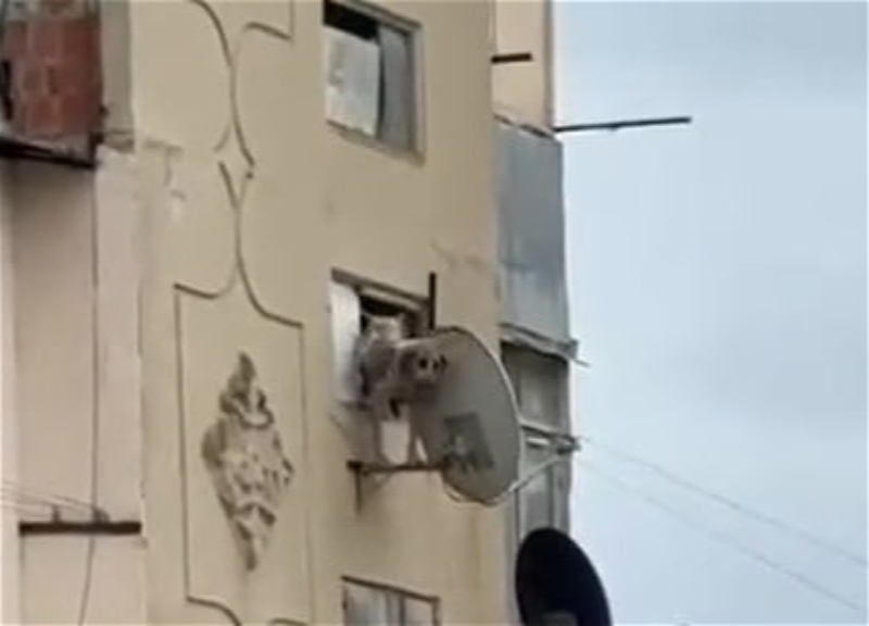 In Baku, a pregnant dog was thrown out of the window of a high-rise building - VIDEO