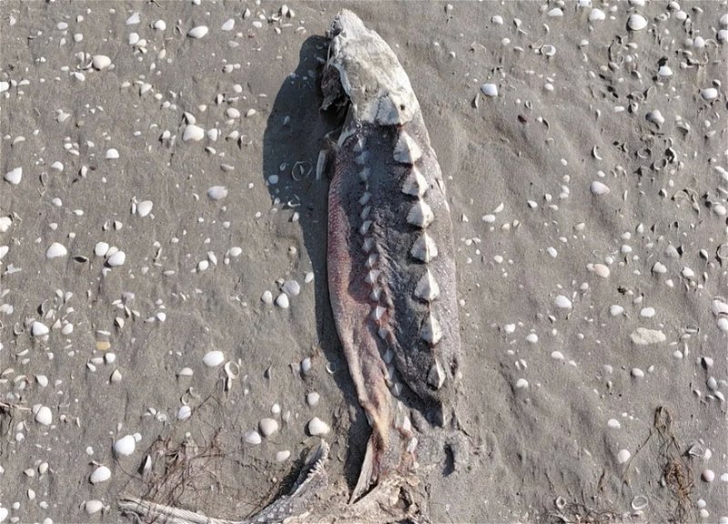 Mass die-off of sturgeon recorded in the Caspian Sea