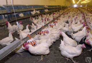 Проведение в Баку ярмарок по продаже куриного мяса и яиц продолжится