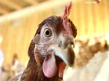 На ярмарках в Баку будет предложено 22-25 тонн куриного мяса и 500 тыс. яиц